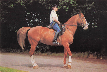 Dutch Holland Paarden Politie Police Horse Rare Photo Trade Card