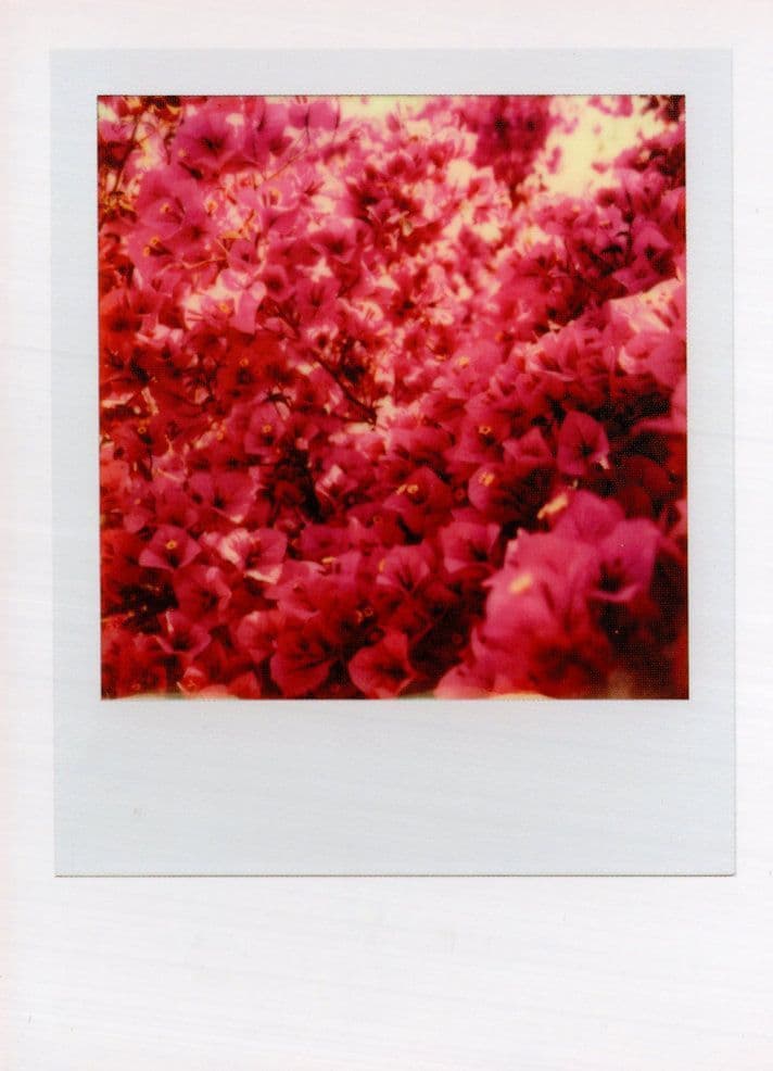 Dutch Holland White Flowers Award Analog Camera Photo Postcard