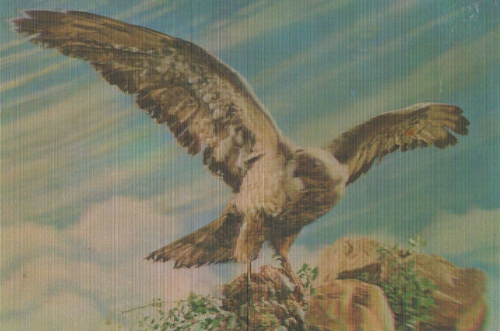 Eagle Bird Of Prey Three Dimensional 3D Postcard