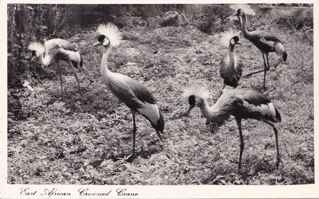 East African Crowned Crane Bird Postcard