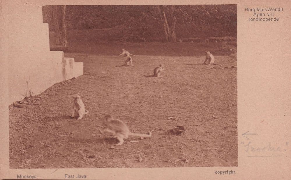East Java Monkeys Antique Postcard