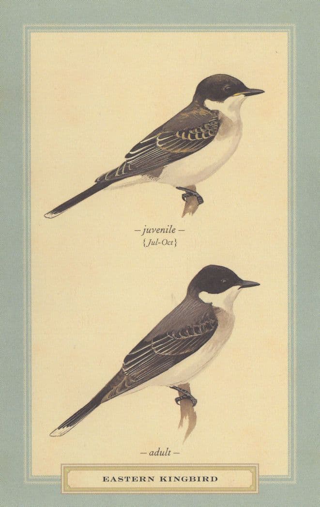 Eastern Kingbird Juvenile & Adult Stunning Bird Postcard