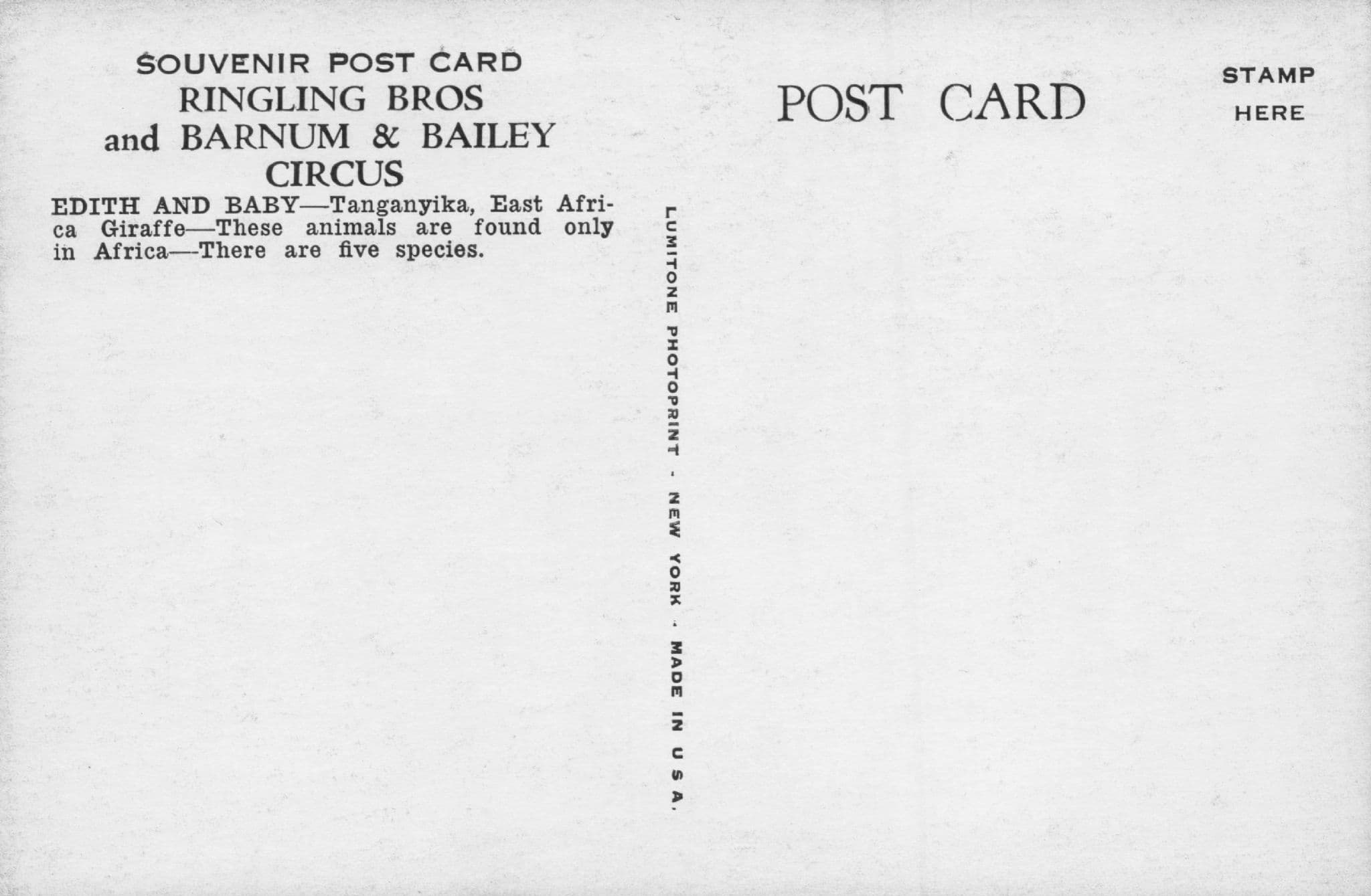 Edith & Baby Giraffe Tangayika East Africa Barnum & Bailey Circus Vintage Postcard