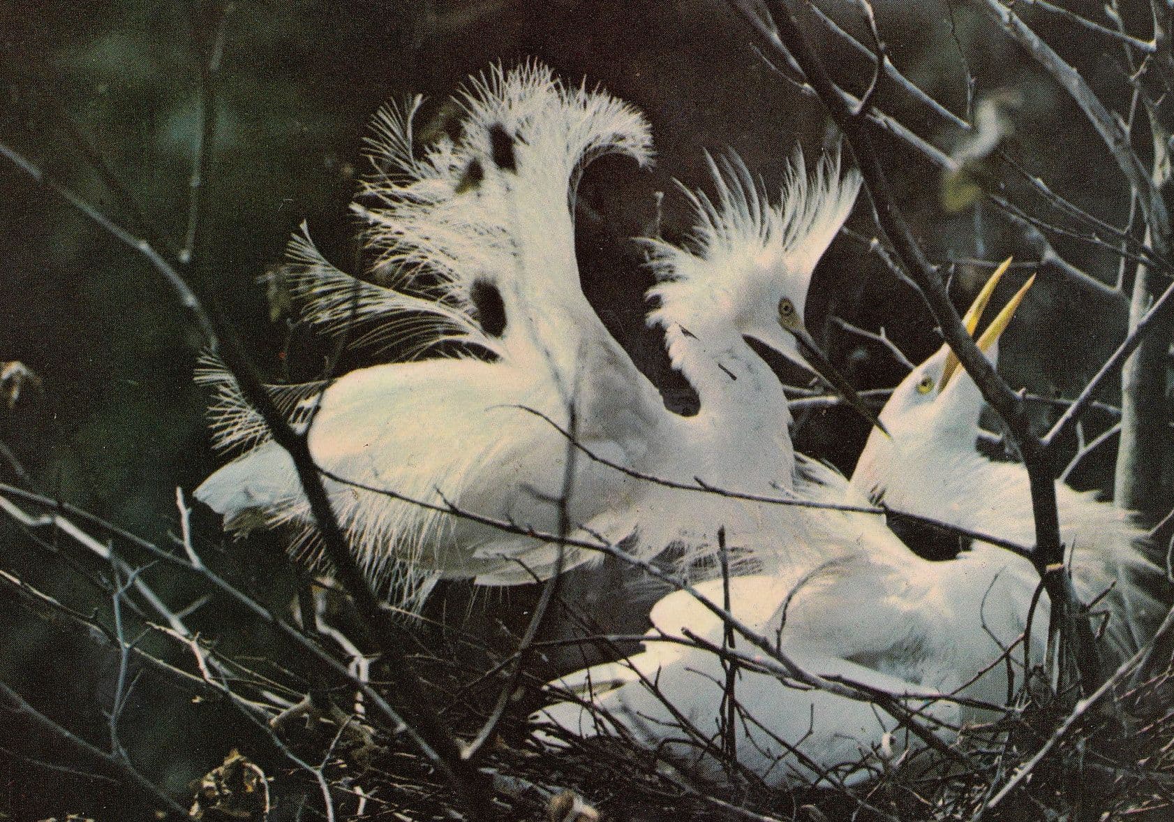 Egret Birds Nesting At Bristol Zoo 1970s Postcard