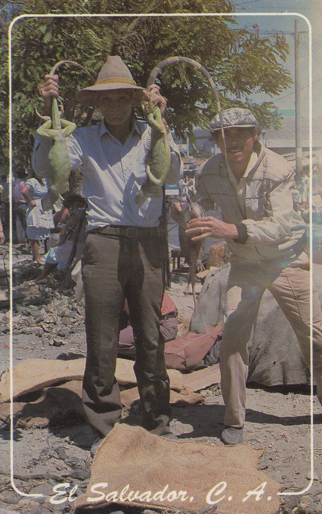 El Salvador Reptile Lizard Park Snakes Real Photo Postcard