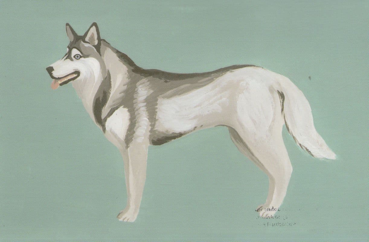 Elegant Siberian Husky Dog Painting Postcard