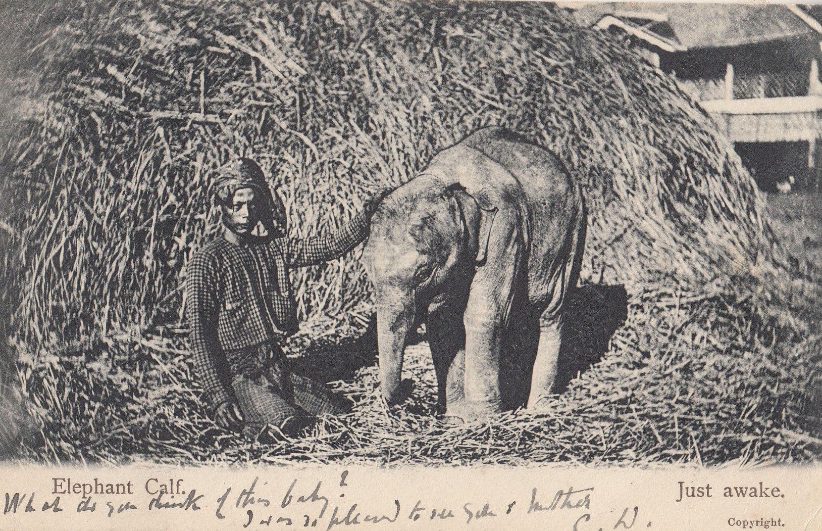 Elephant Calf Baby Just Awake Antique Indian Postcard