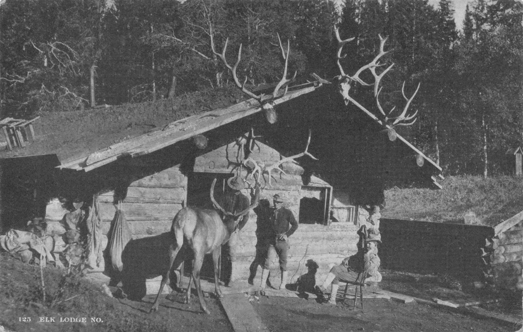 Elk Lodge Minnesota Old Animal Hunting Hunters Antler Trophy Head USA Postcard