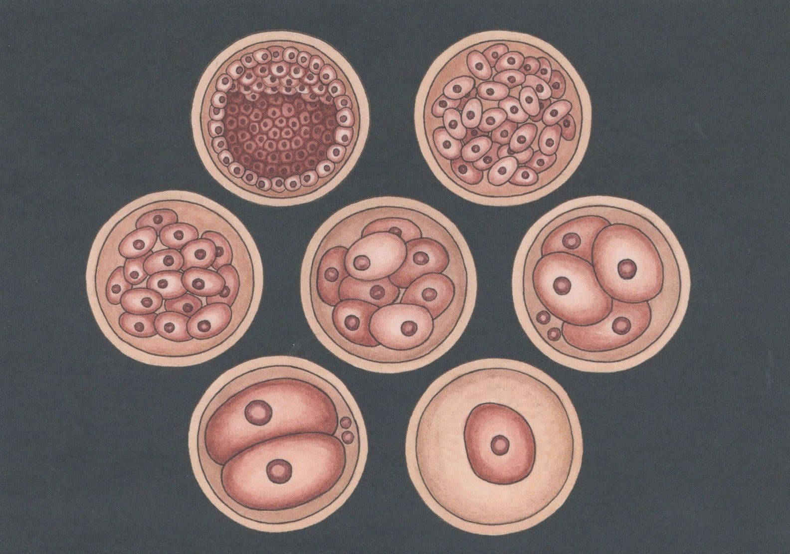 Embryonic Development From A Single Cell Zygote Postcard