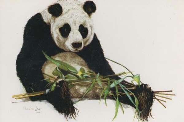 Endangered Panda Playing With Bamboo Shoots Art Painting Drawing Postcard