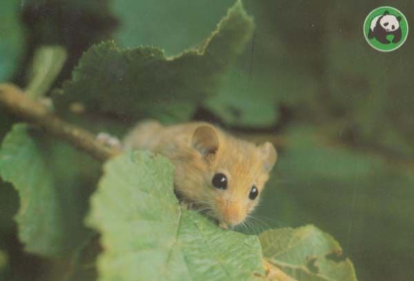 Endangered Panda Save The Dormouse Mouse German Postcard