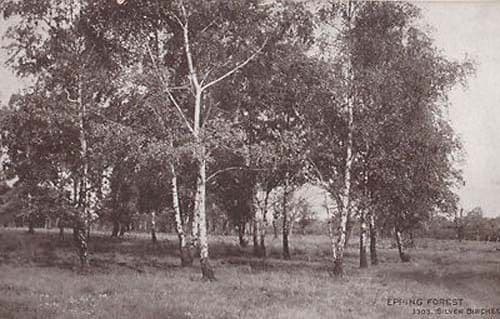 Epping Forest Silver Birch Trees Tree Old Essex Antique Postcard