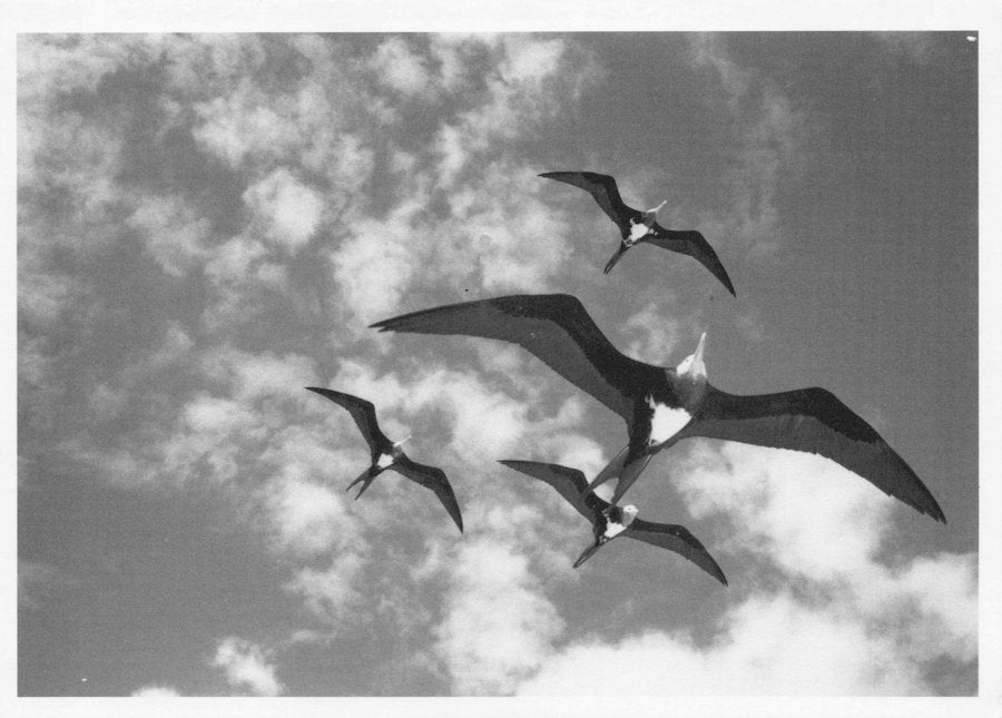 Robert Northshield American Hawaii Frigate Bird RPC Award Photo Postcard