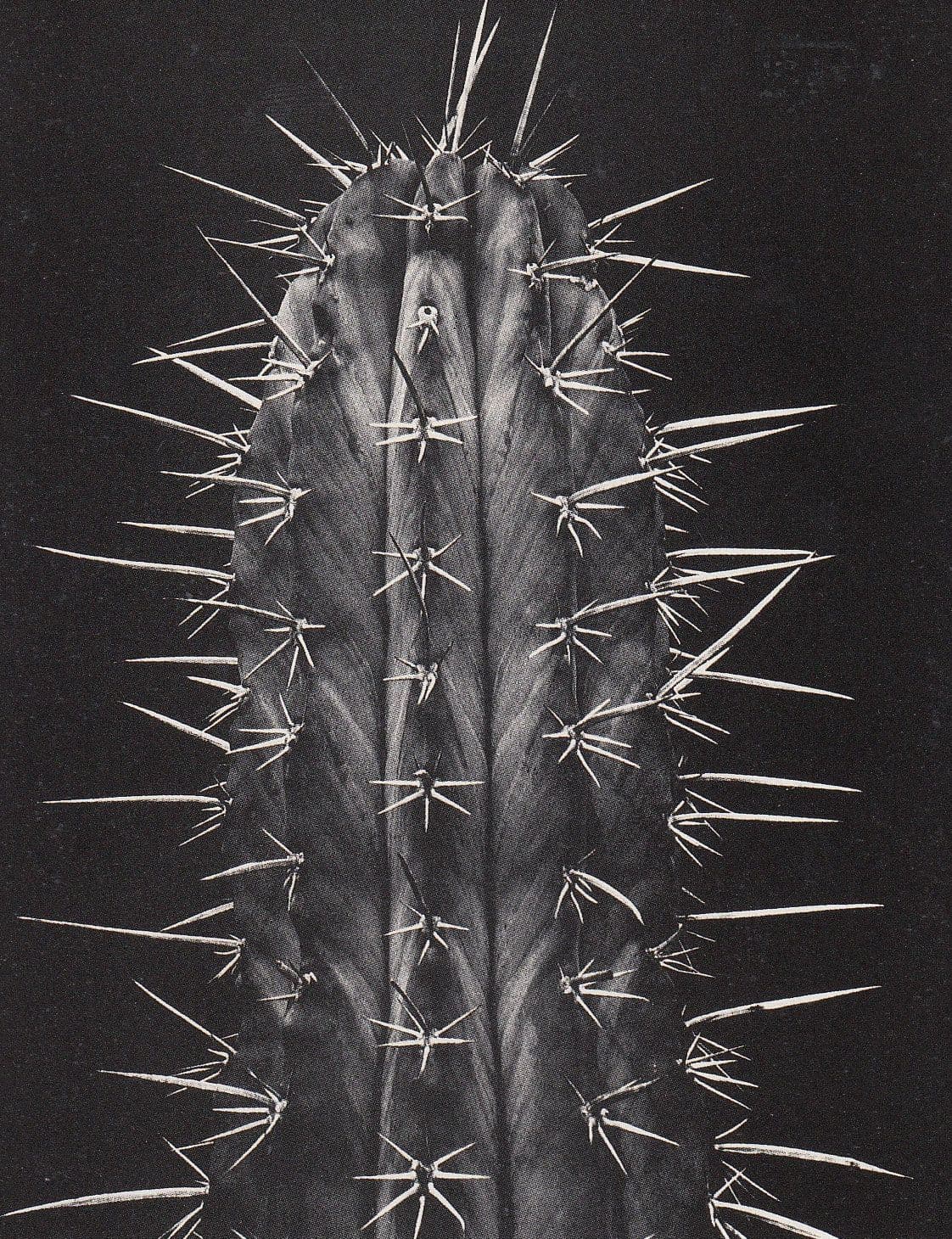 Eugenia Rendon De Olazabal Giant Cactus Award Winning Photo Postcard
