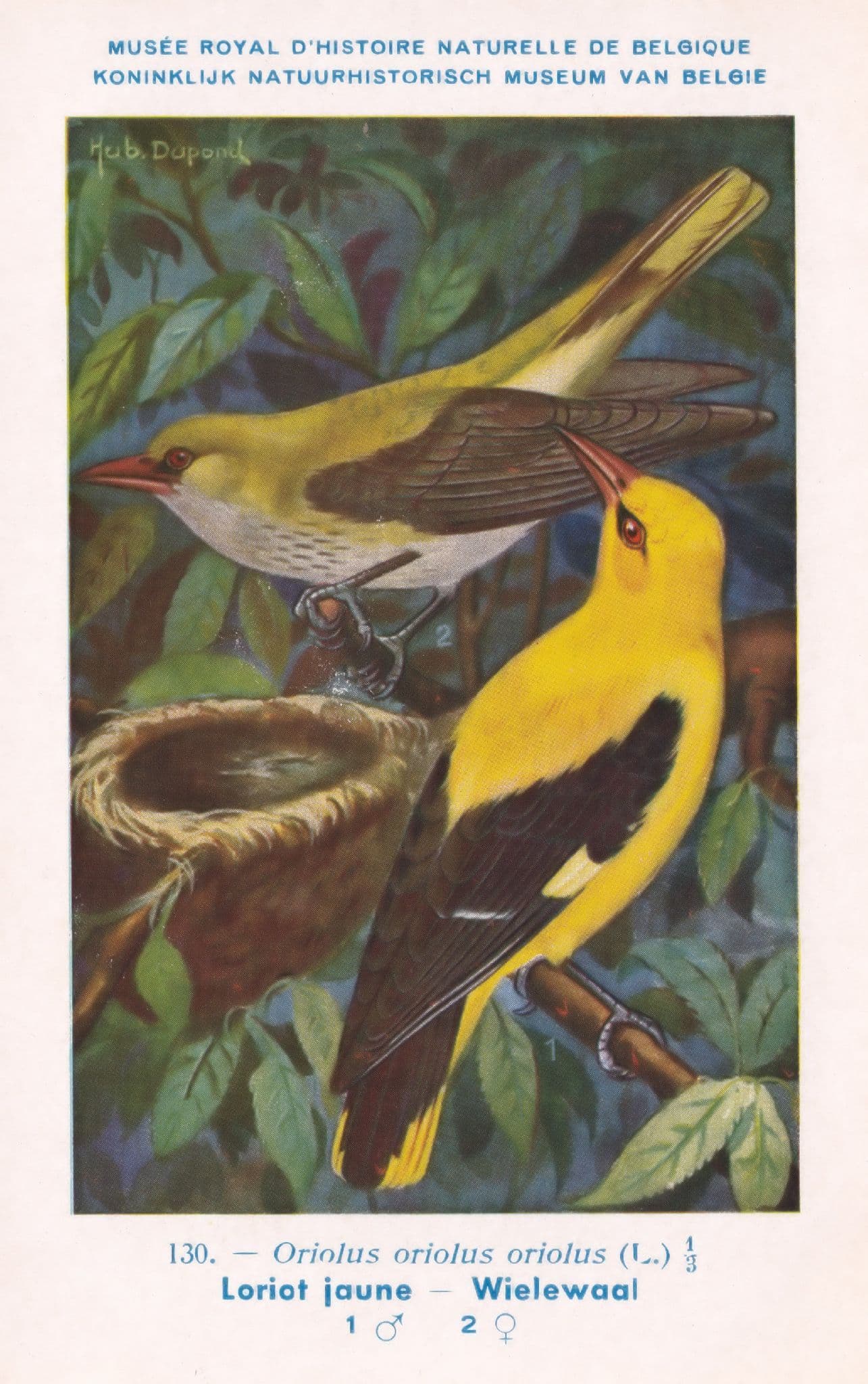 Eurasian Golden Oriole Oriolus Oriolus WW2 Bird Vintage Rare Postcard