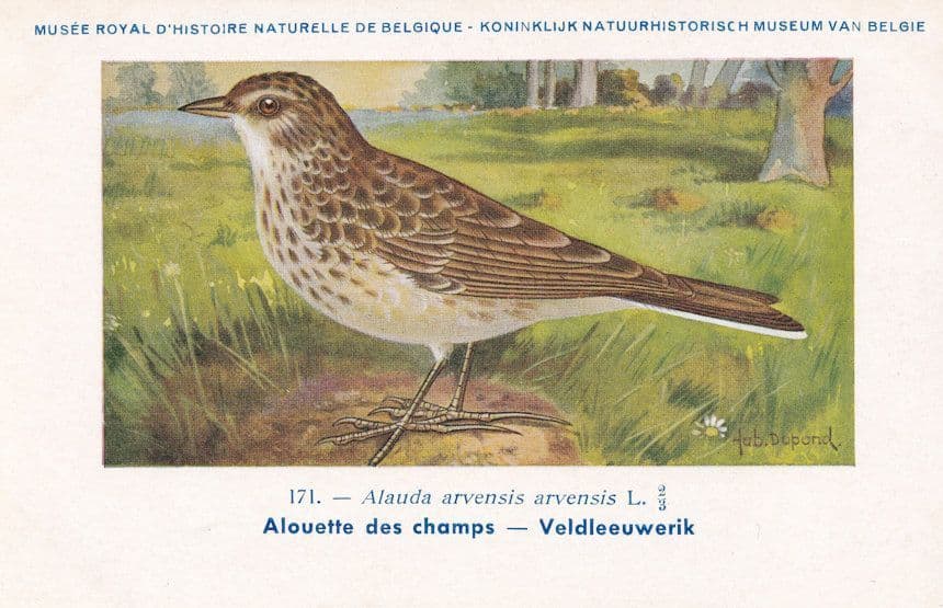 Eurasian Skylark Alauda Arvensis WW2 Bird Vintage Rare Postcard