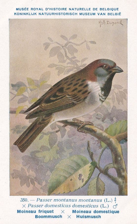 Eurasian Tree Sparrow Passer Montanus Old WW2 Bird Rare Postcard