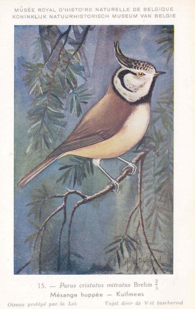 European Crested Tit Paras Cristatus Mitratus Rare WW2 Bird Postcard