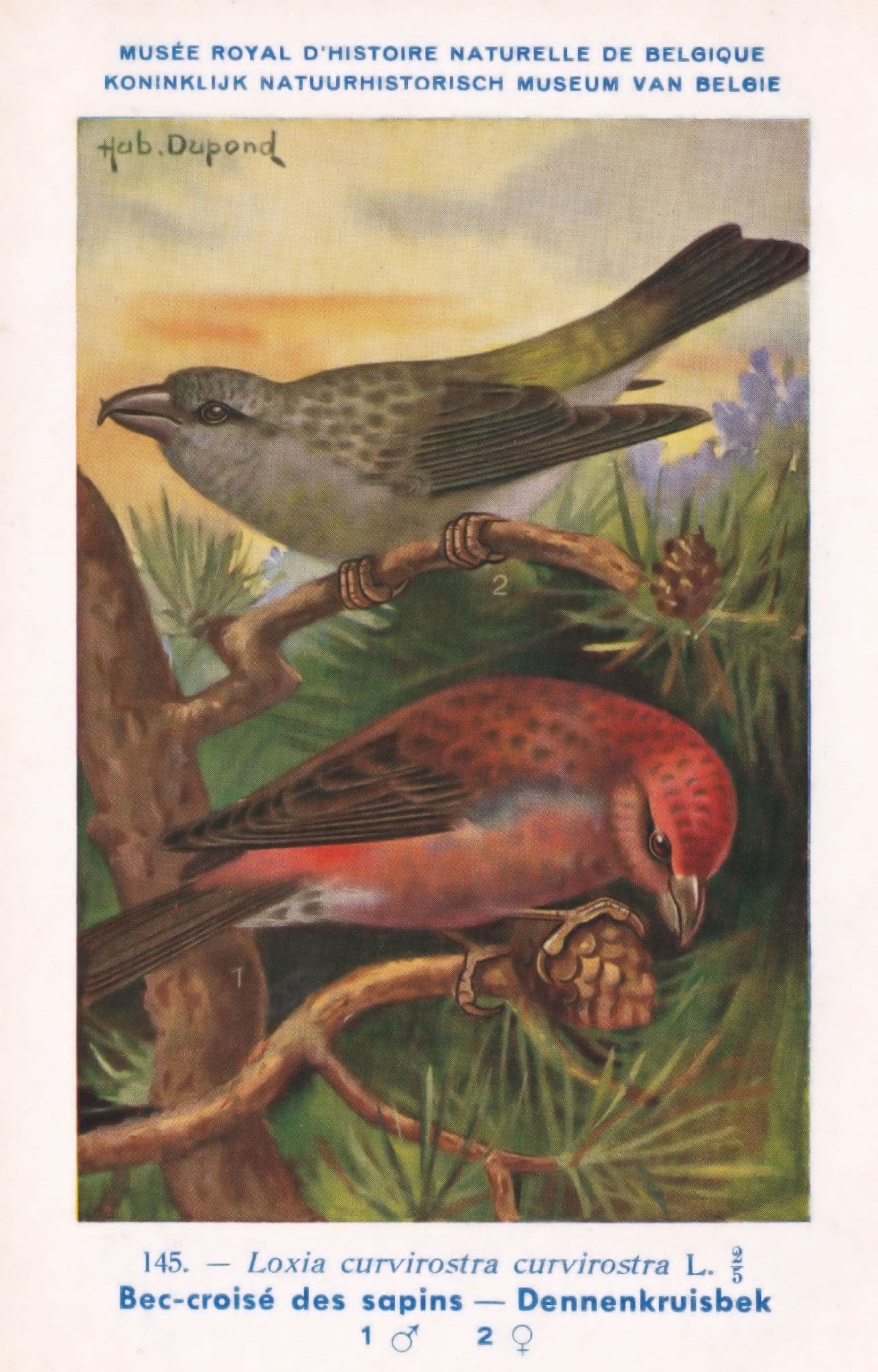 European Goldfinch Carduelis Carduelis War WW2 1940 Bird Vintage Rare Postcard