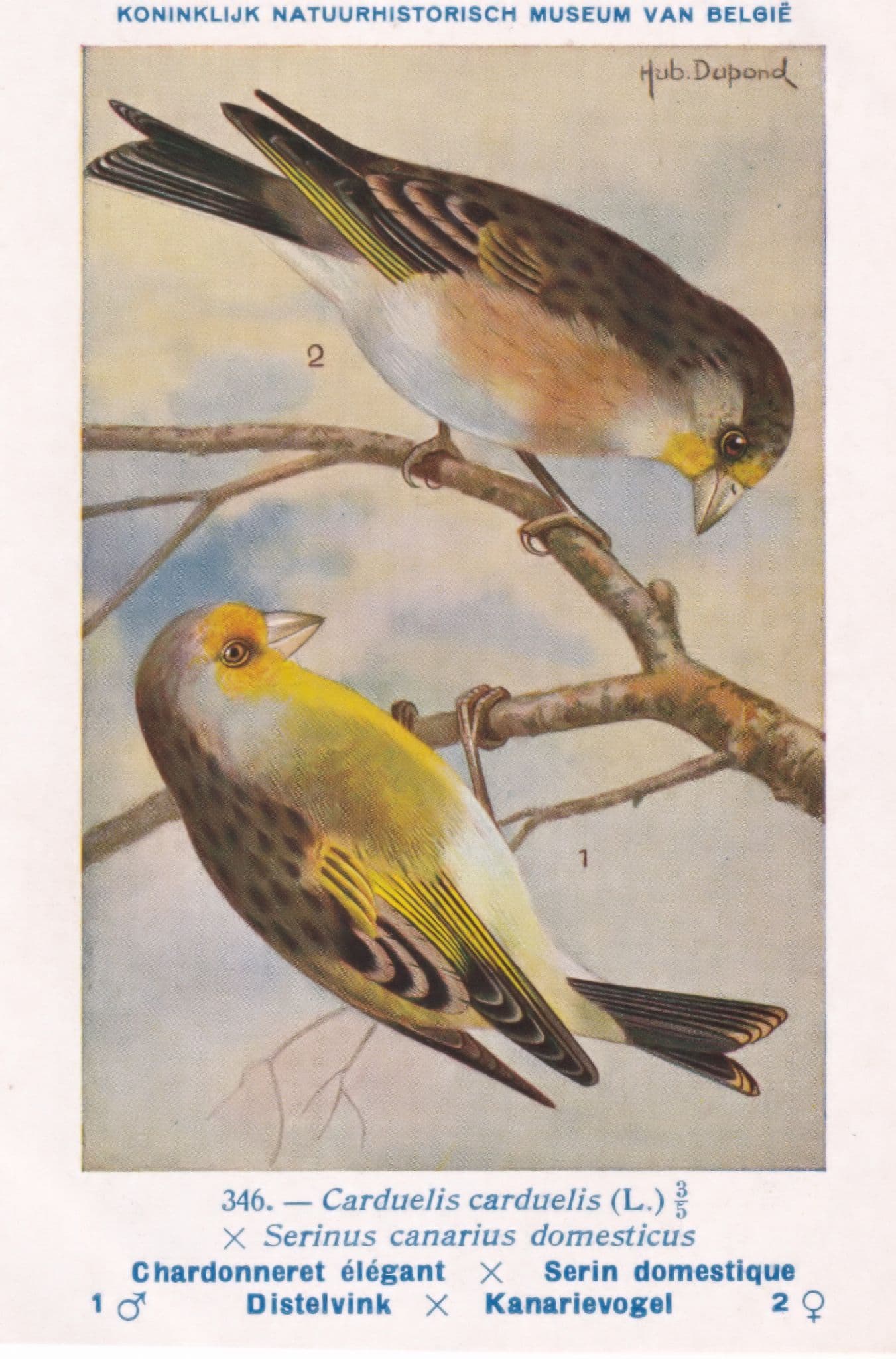 European Goldfinch Carduelis Carduelis Wartime 1940 Bird Vintage Rare Postcard