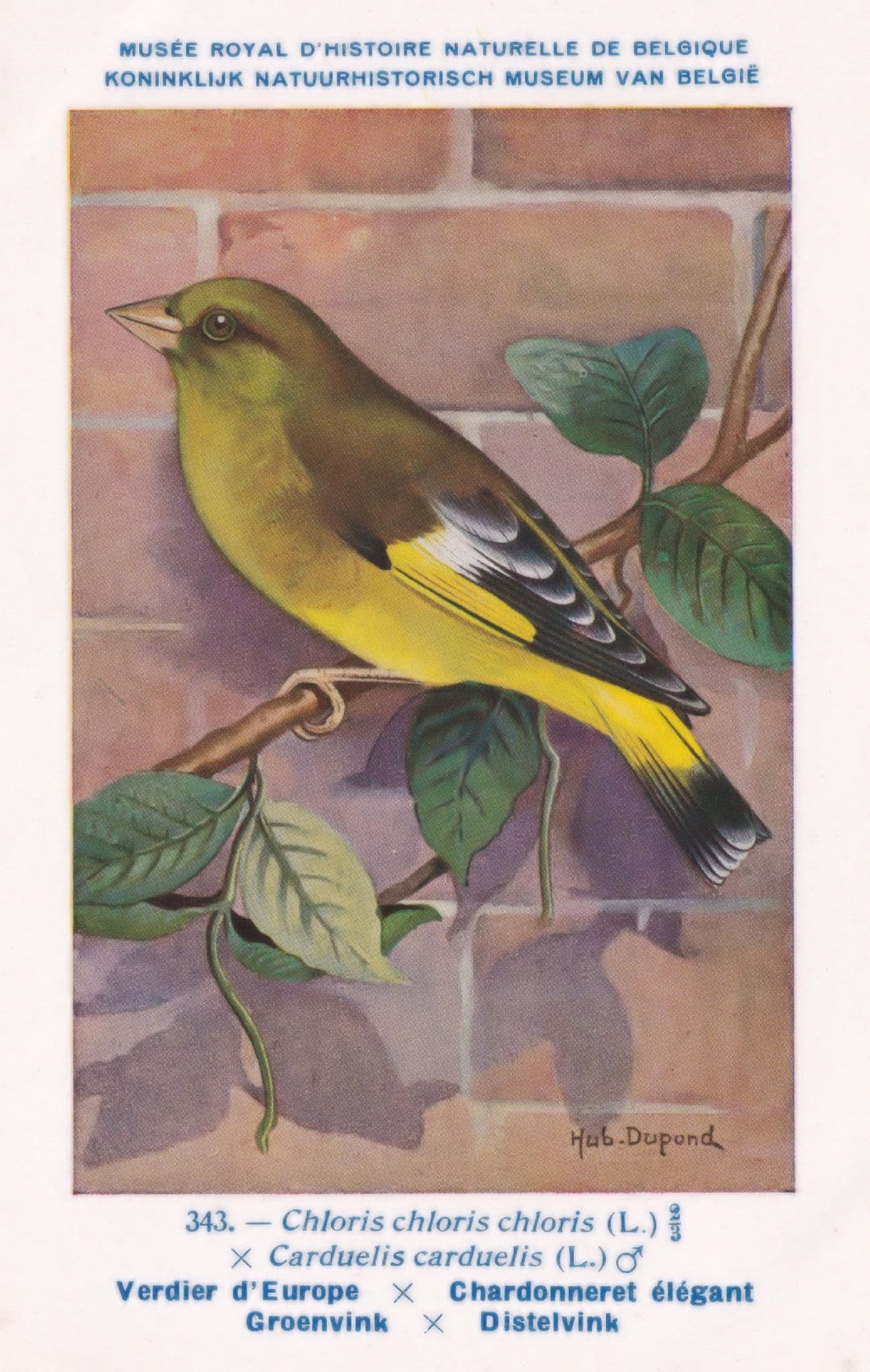 European Greenfinch Chloris Chloris WW2 Bird Vintage Rare Postcard