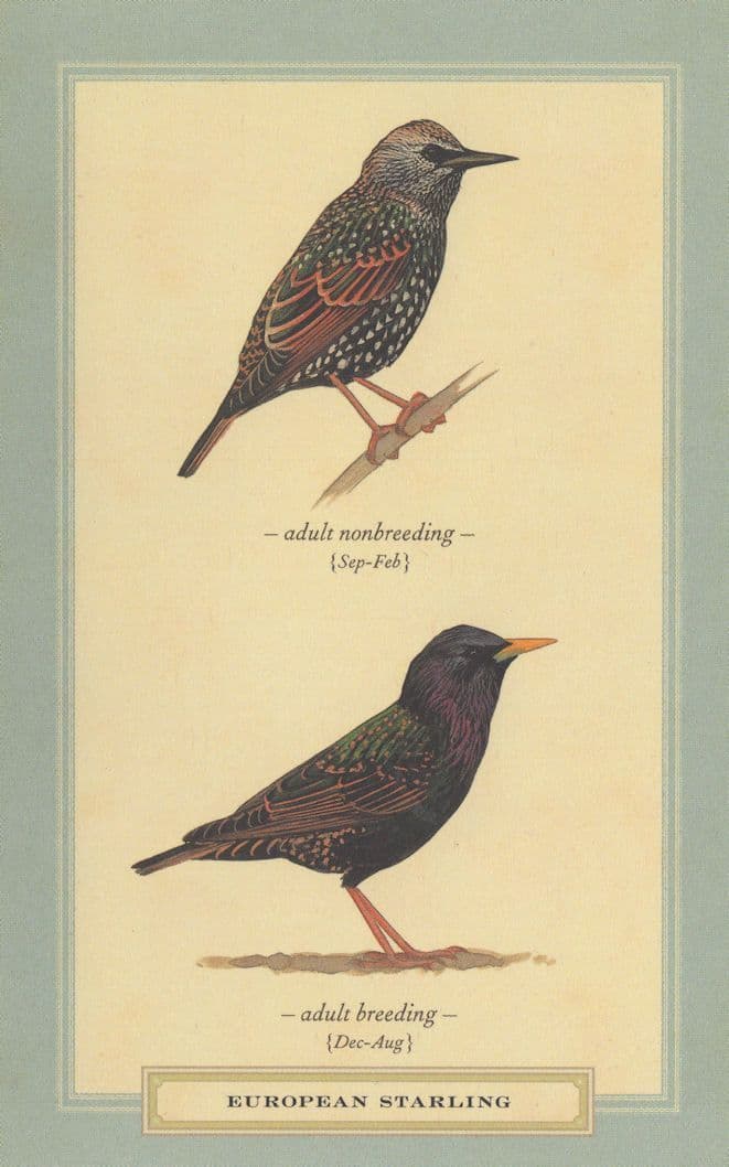 European Starling Adult Breeding Nonbreeding Bird Postcard