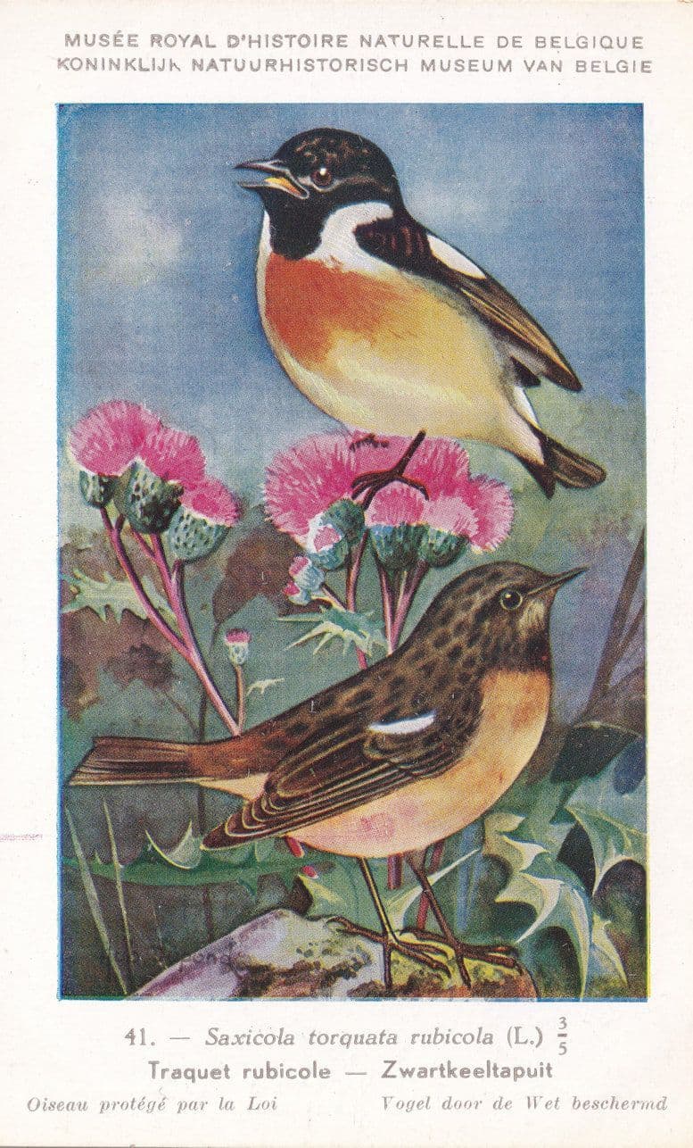 European Stonechat Saxicola Rubicola Bird Antique Rare Postcard