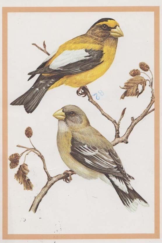 Evening Grosbeak Artist Cartoon Drawing Painting Rare Bird Postcard