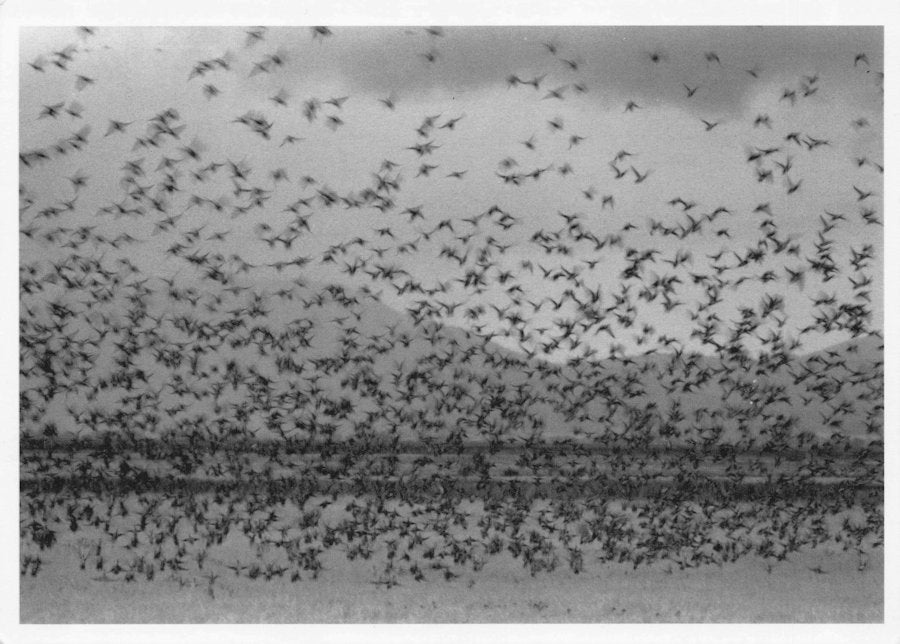 Robert Northshield American USA Gathering Of Ducks RPC Award Photo Postcard