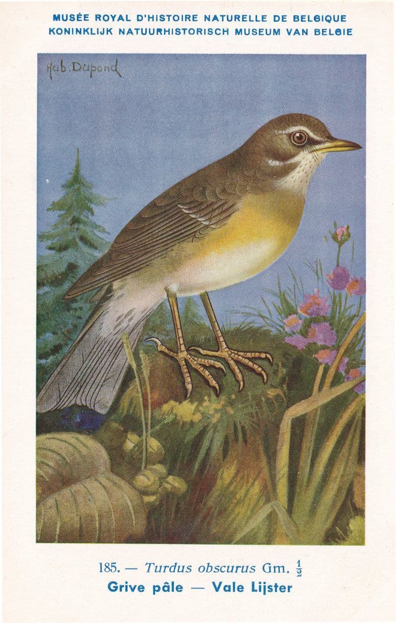 Eyebrowed Thrush Turdidae Turdus Obscurus Bird WW2 Rare Postcard