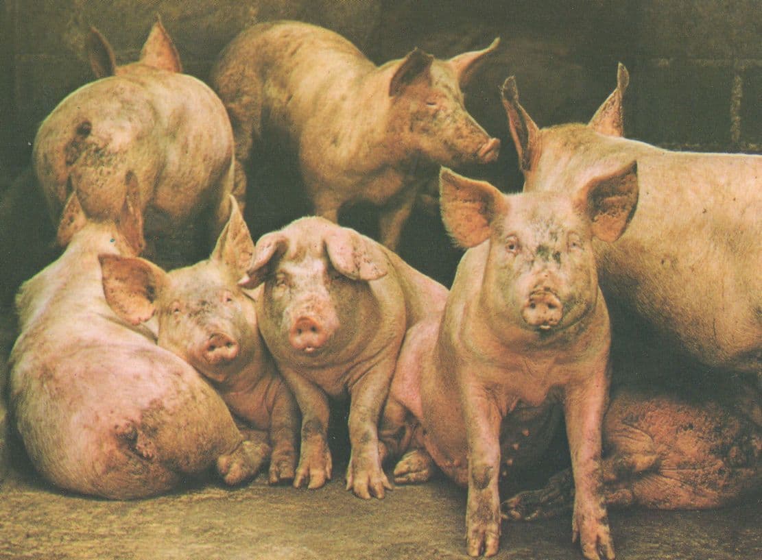 Factory Farmed Pigs Meat Animal Cruelty 1980s Postcard