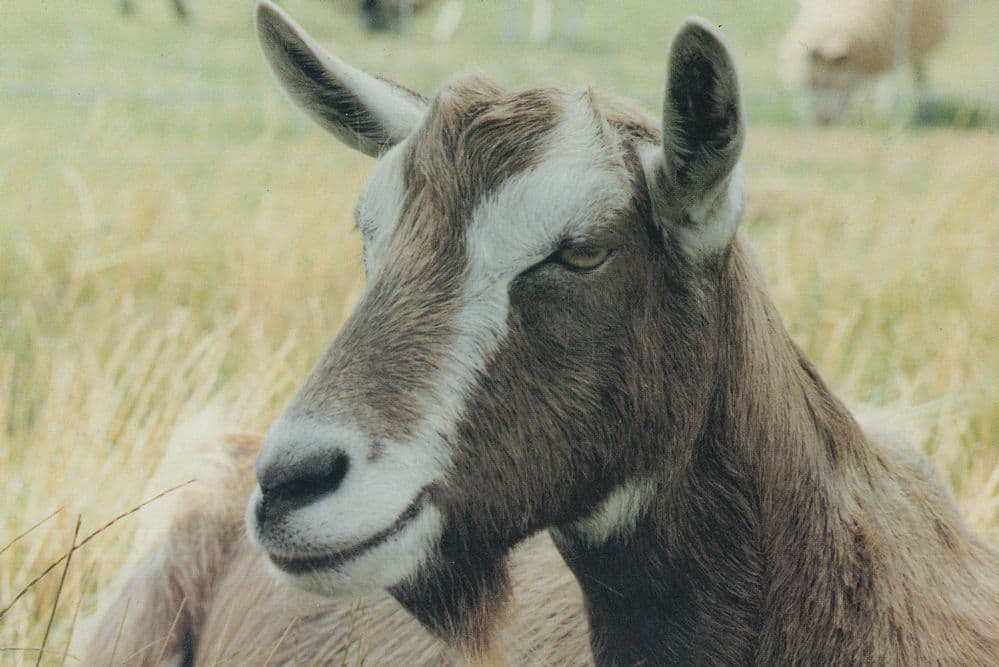 Farm Cattle at Theydon Garnon Epping 1980s Postcard