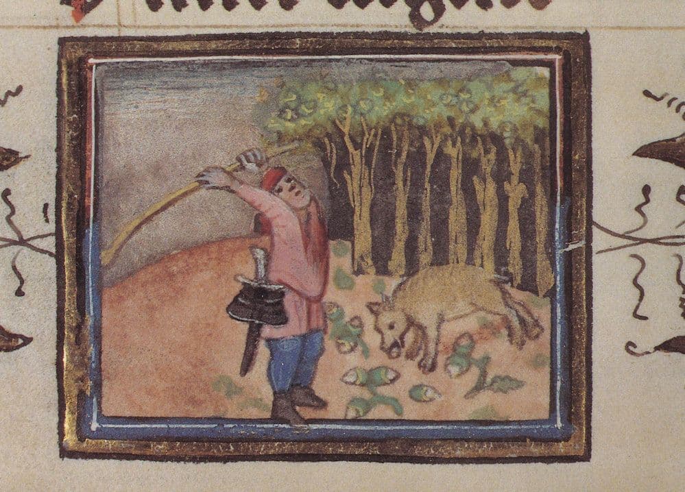 Farmer Feeding Pigs On Acorns Belgium Flemish Medieval Book Postcard