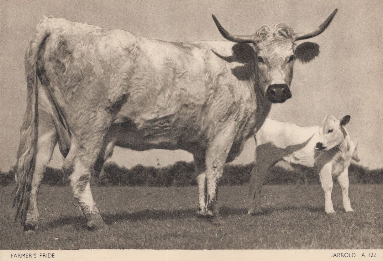 Farmers Pride Jarrold Cattle Norfolk Rare Postcard
