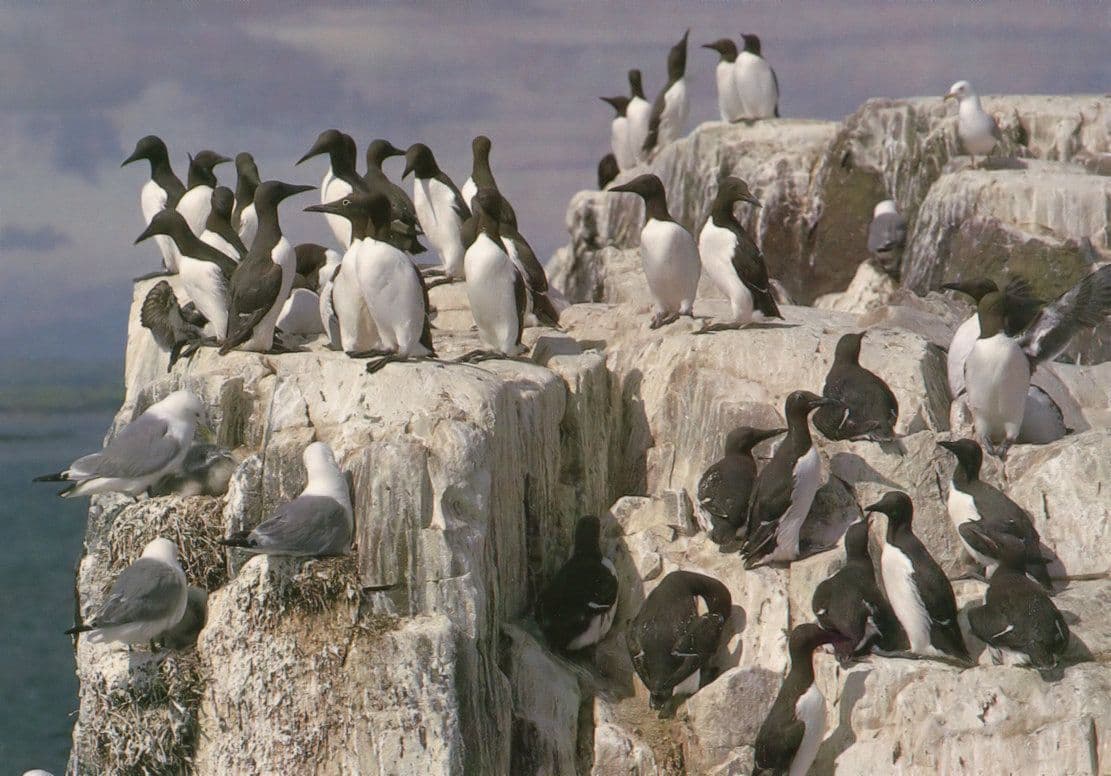 Farne Islands Northumberland Guillemots Birds Postcard