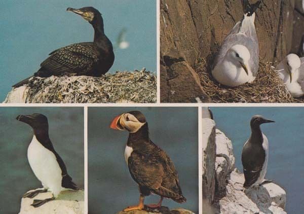 Farne Islands Puffin Guillemot Razorbill Kittiwake Cormorant Bird Postcard