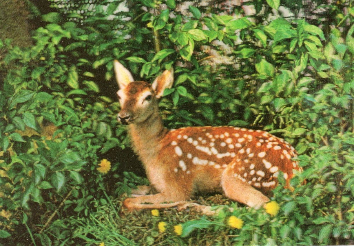 Fawn Deer Three Dimensional 3D Japanese Vintage 1980s Postcard