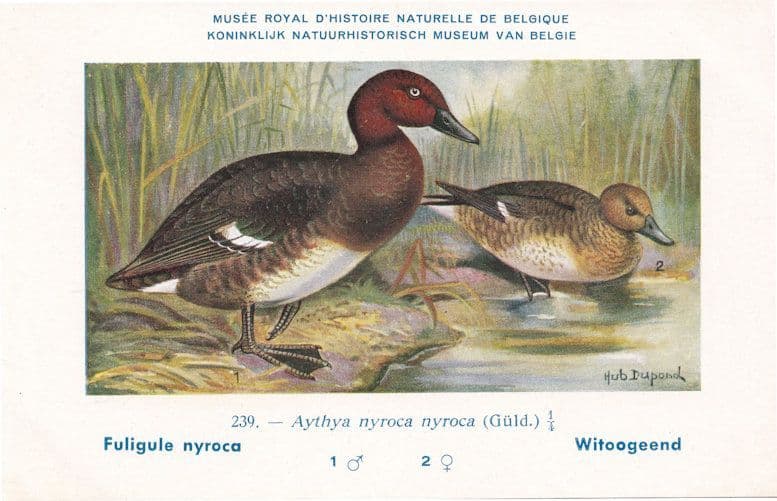 Ferruginous Pochard Duck Aytha Nyroca WW2 Bird Vintage Rare Postcard