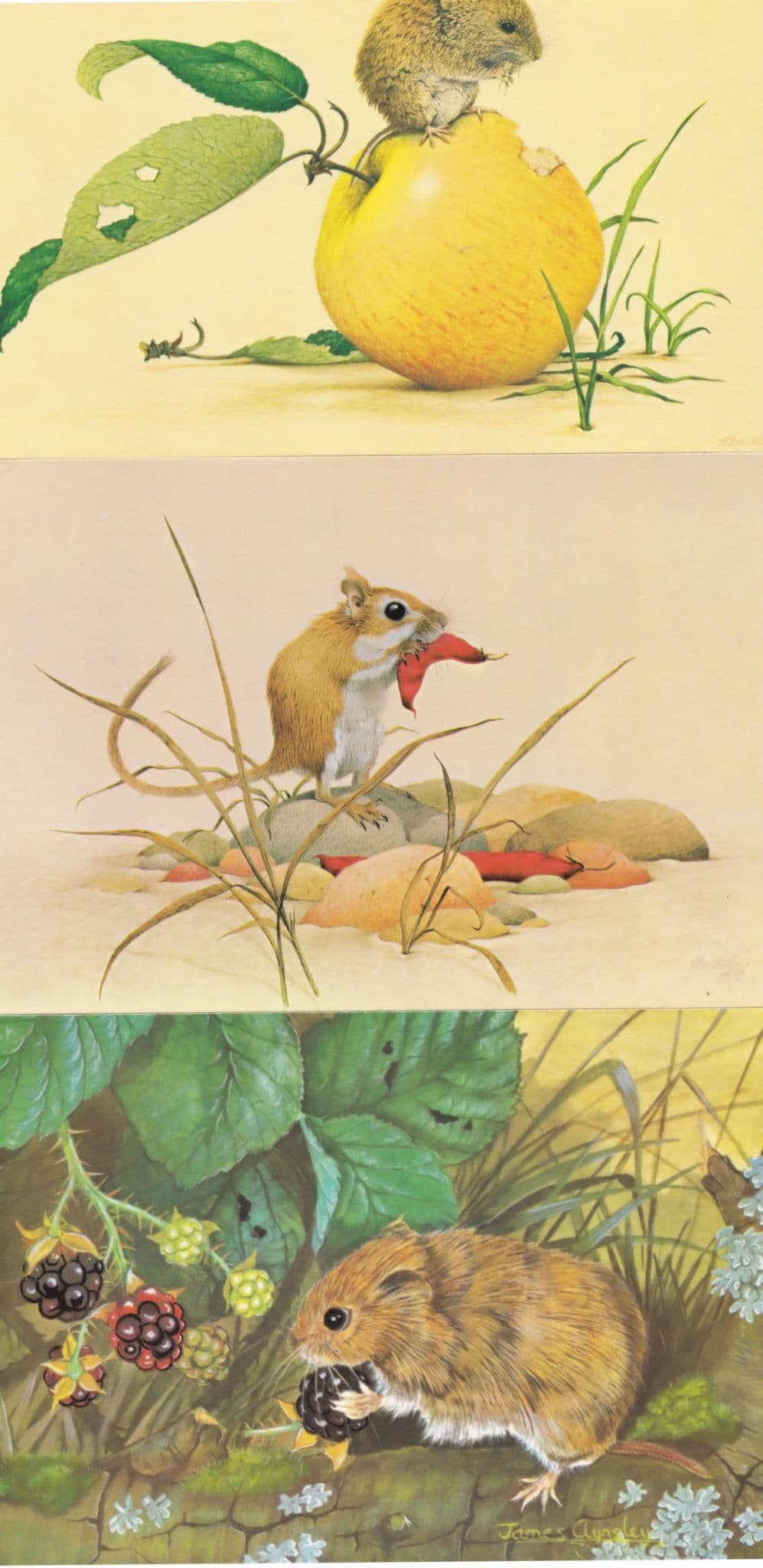 Field Vole Gerbil Medici Kenneth Lilly 3x Mice Mouse Postcard