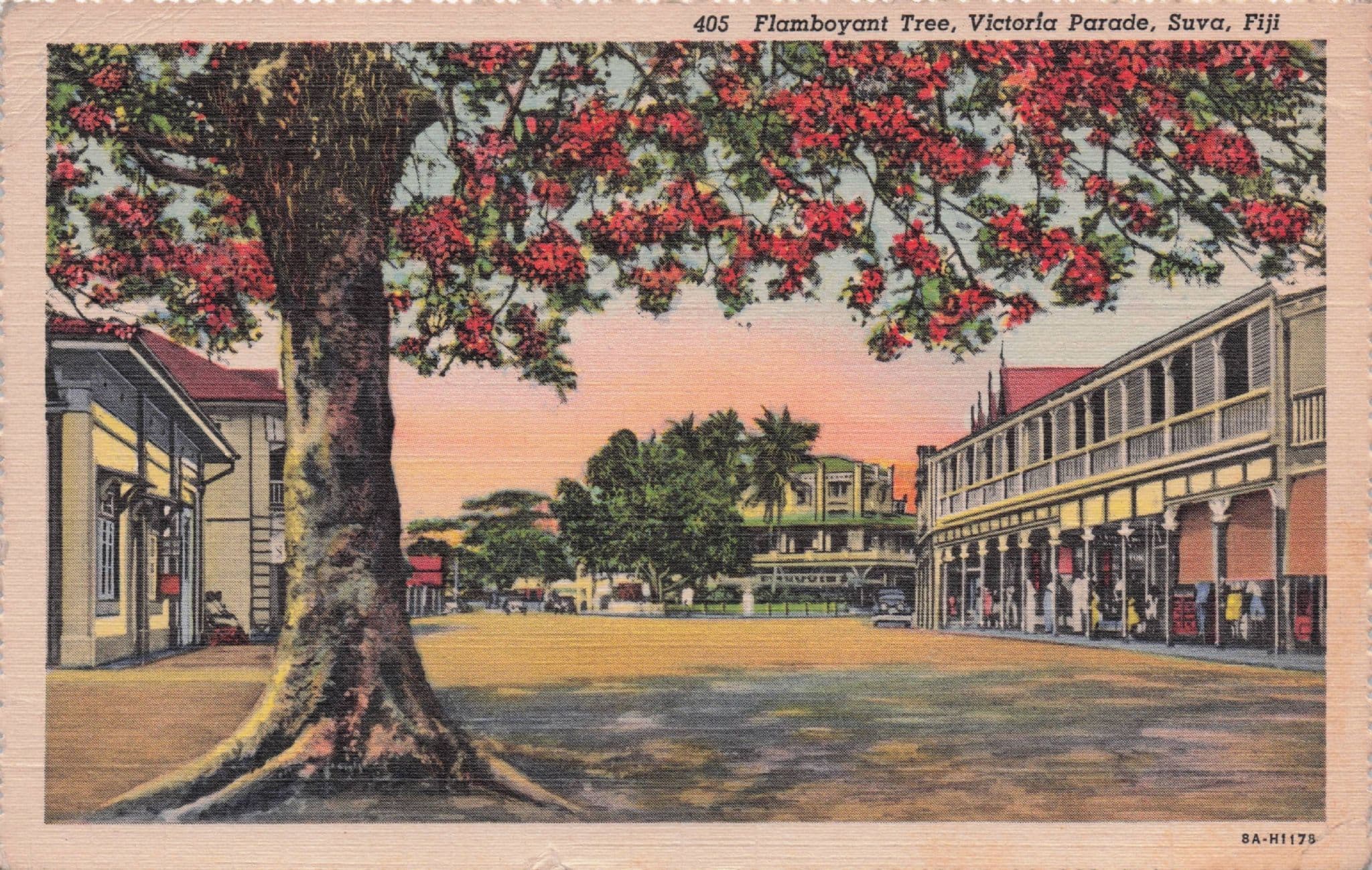 Flamboyant Tree Victoria Parade Sava Fiji Linen Old Postcard