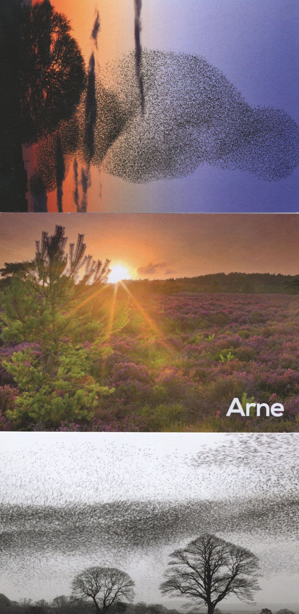 Flocks Of Starlings Arne Bird Reverse 3x RSPB Postcard s