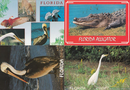 Florida Birds Alligator Animals Egret Birds 7x Postcard s