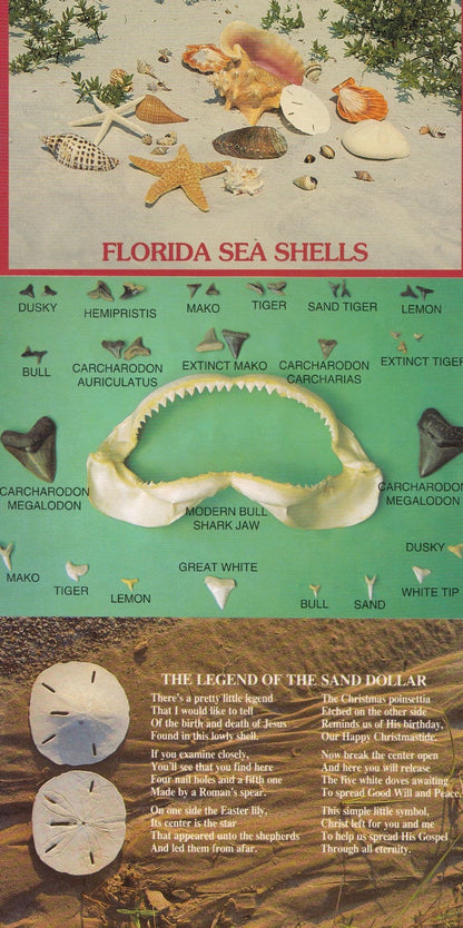 Florida Birds Alligator Animals Egret Birds 7x Postcard s