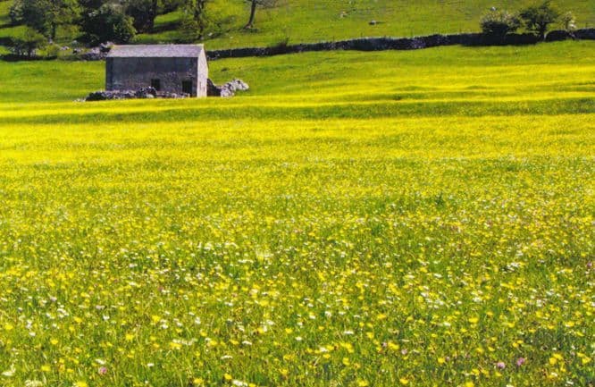 Flower Meadow near Hubberholme Yorkshire Musuem Photo Award Winner Postcard