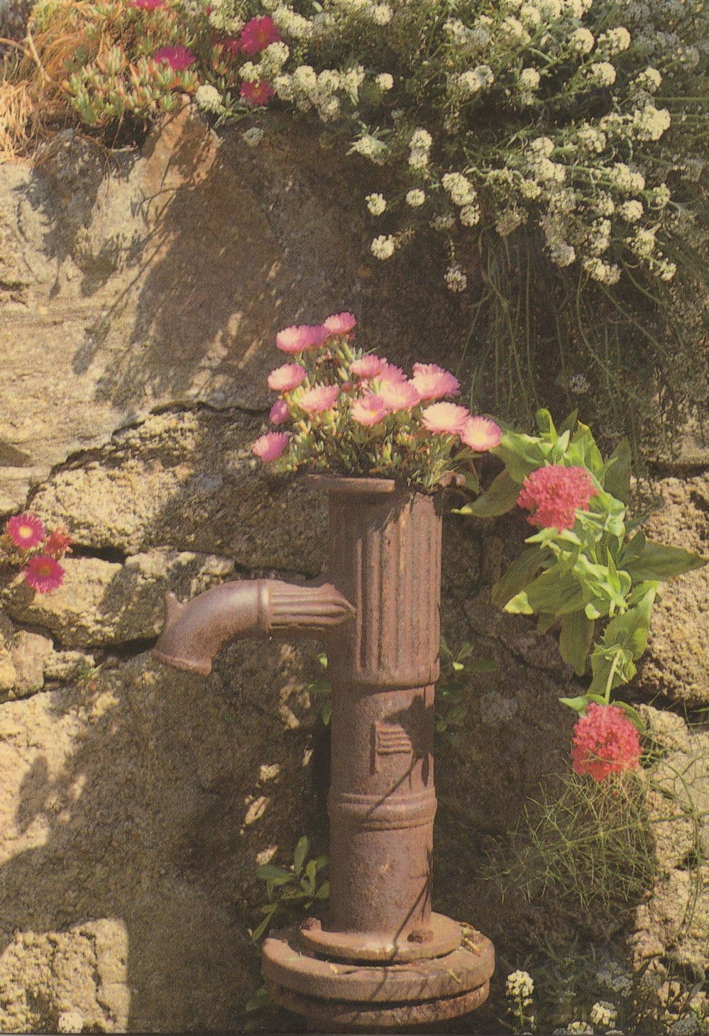 Flowers In Water Pump at Isle Of Scilly Cornwall Postcard