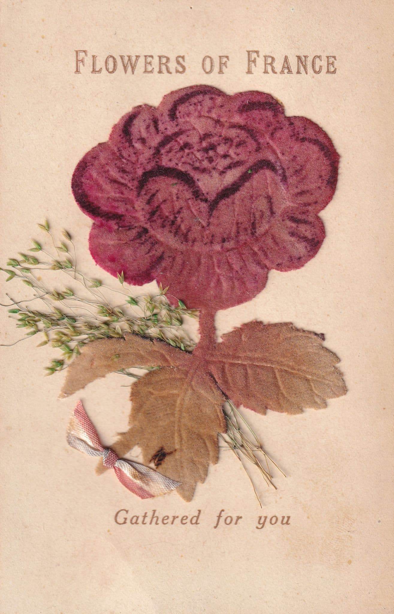 Flowers Of France Felt Petals Antique Real Flower Old Postcard