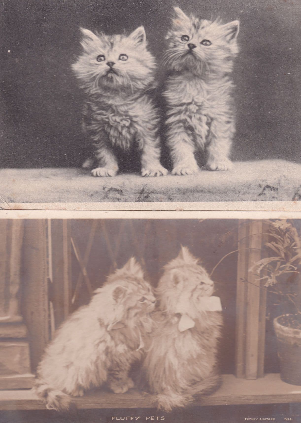 Fluffy Pets 2x Cute Kitten Antique Cat Postcard s
