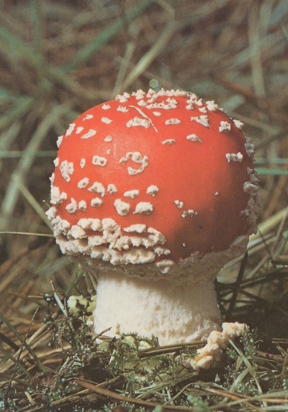Fly Agaric Giant Mushroom 1980s Rare Postcard