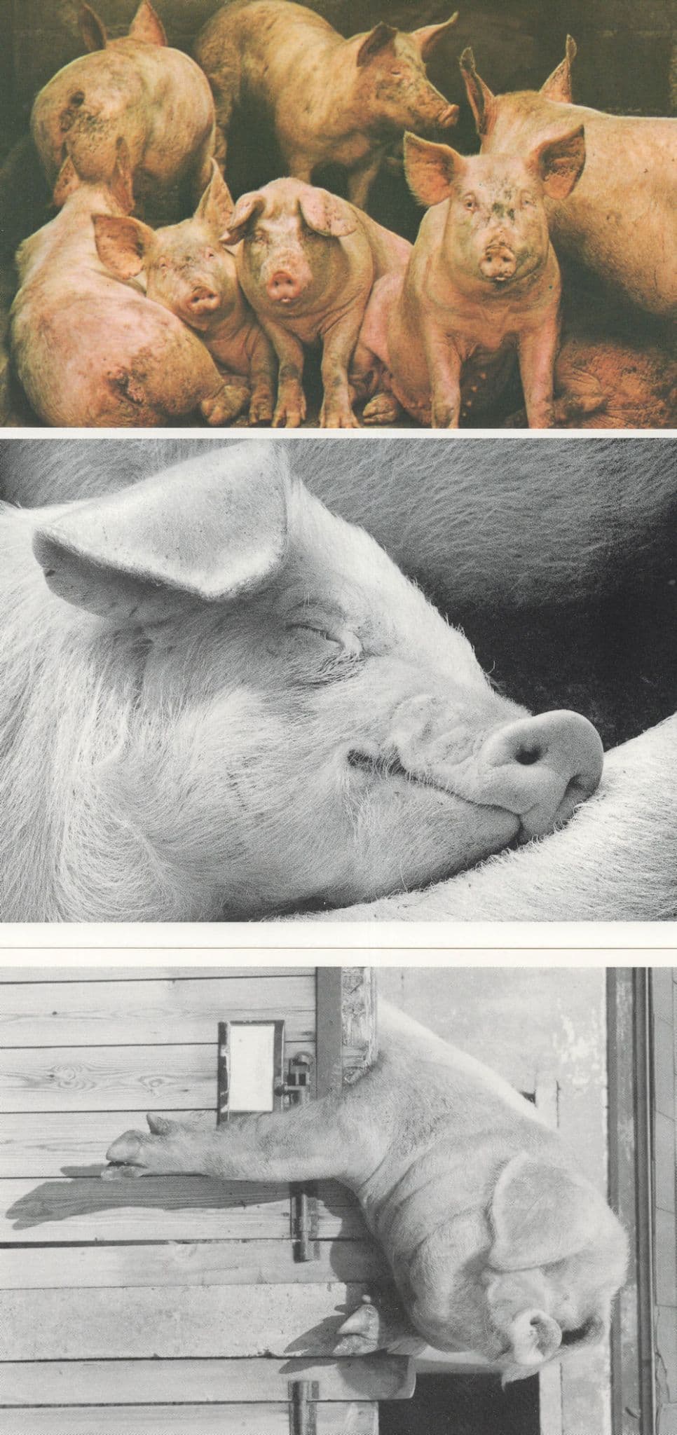 Forty Wings Factory Farmed Pigs Want A Secret 3x Pig Postcard s