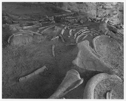 Fossil Large Elephant Bones Kenya Koobi Fora Large 10x8 Vintage African Photo
